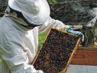 Beekeeping